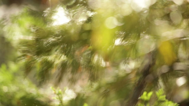 Pine tree branches