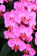Beautiful pink, magenta orchid flowers branch on nature