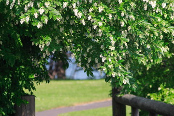 Fototapeta na wymiar 白い花の木のアーチ