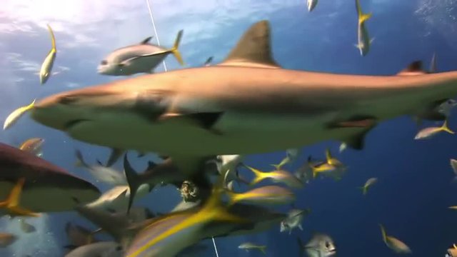 Many reef sharks eat the bait. The divers, sharks, fish and blue. Amazing, beautiful underwater world Bahamas and the life of its inhabitants, creatures and diving, travels with them. 