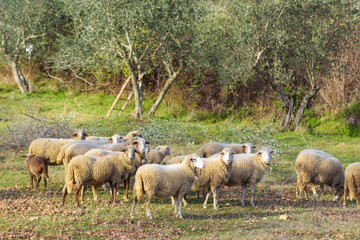 Sheep grazing under green olive trees in Italy.