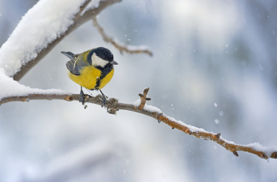 great tit on tree brunch
