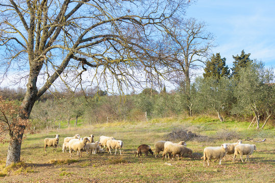 Sheep grazing under green olive trees in Italy.