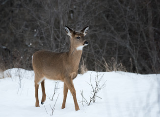 Young White-tailed Deer in Winter