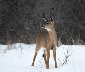 Naklejka na ściany i meble Young White-tailed Deer in Winter