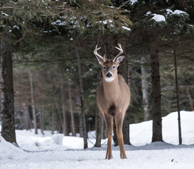 Naklejka na ściany i meble White-tailed Deer Buck in Winter