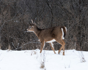 Young White-tailed Deer in Winter