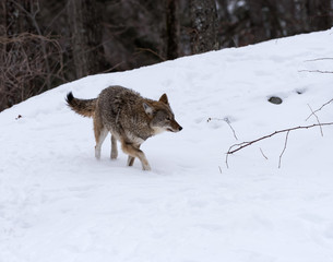 Coyote walking on snow in winter 