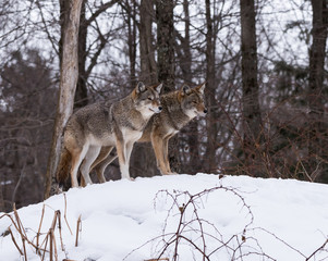 Two coyotes standing on snow in winter, Portrait
