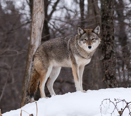 Coyote standing on snow in winter, Portrait