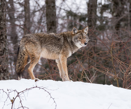 Fototapeta Coyote standing on snow in winter, Portrait