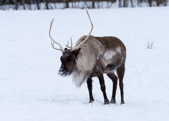  Reindeer or Caribou in Winter