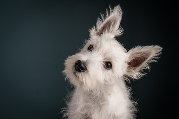 Westie Puppy Portrait