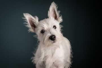 Westie Puppy Portrait