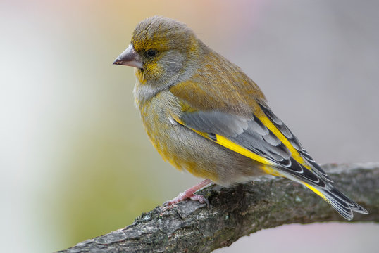 A greenfinch on a branch
