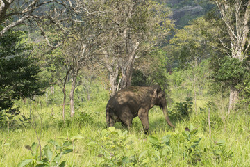 Elefante en Safari fotográfico en el Parque Nacional de Polonnaruwa, Sri Lanka.