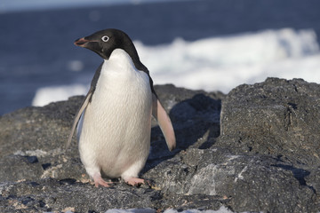 Obraz premium Adélie Penguin.