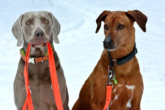 Jagdhunde