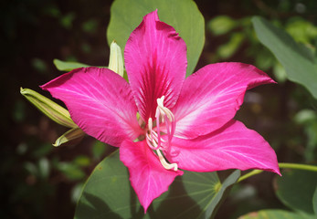 bauhinia