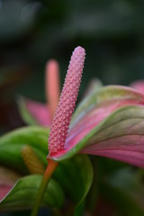 Flamingo flower or Anthurium flower