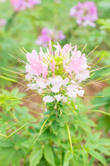 Pink spider flower(Cleome hassleriana) in the garden