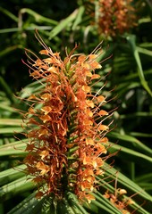 ジンジャーリリー