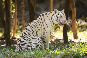 Fototapeta na wymiar The white tiger Licking Nose with Tongue