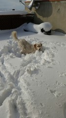 Cane che gioca nella neve