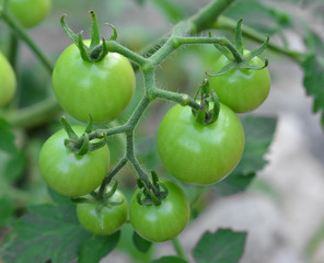 Tomatoes on the green