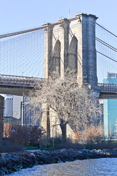 Dry tree in front of Brooklyn Bridge at New York