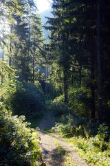 Obraz premium Track and sunlight