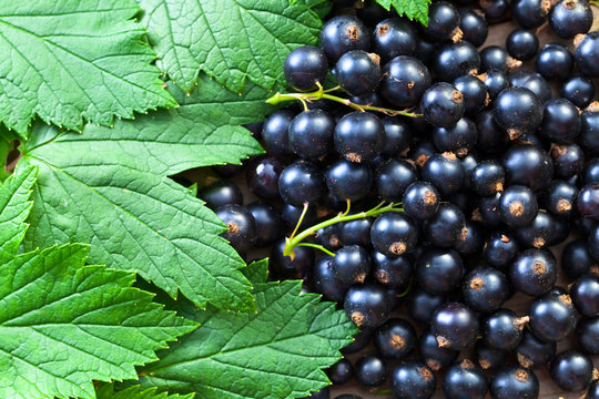 black currant, ripe berries and green leaves