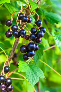  black currant, ripe berries on a branch