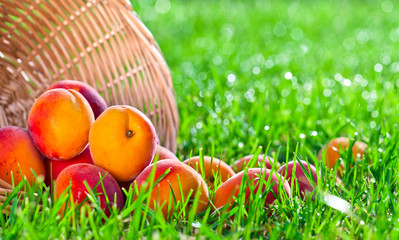 basket with juicy ripe apricots