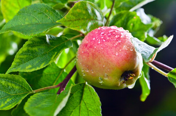 ripe apple on a tree