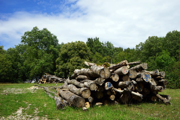 Heap of logs
