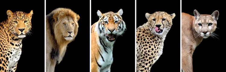 Fotobehang Vijf grote wilde katten © byrdyak