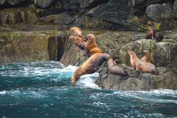Fototapeta na wymiar Seals