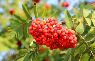Rowan berries