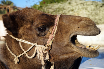 Head of camel