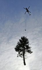 Nadelbaum, der nach dem Fällen an einem Hubschrauber hängend transportiert wird.