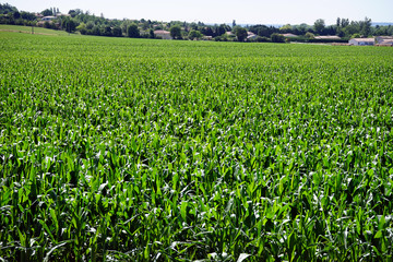 Fototapeta na wymiar Green corn