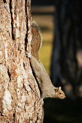 Scoiattolo su un tronco