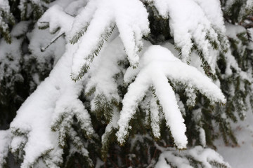 winter snow branches
