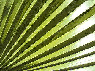 Naklejka premium Лист пальмы. The palm leaf.