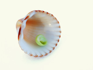 Sea shell II.