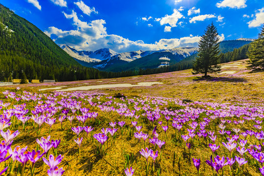 Fototapeta Crocuses in the Tatra Mountain, first springtime flowers  