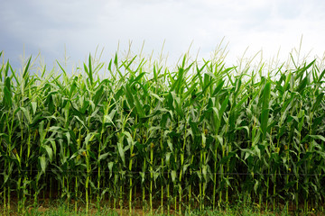 Green corn field