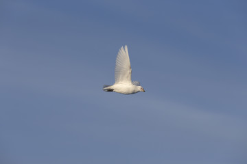 Snowy Sheathbill.