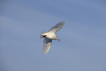 Snowy Sheathbill.